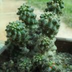 Collecion de cesarschuster