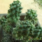 Collecion de cesarschuster