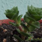 Collecion de cesarschuster