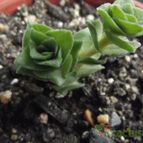 Collecion de cesarschuster