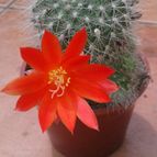 Collecion de cesarschuster