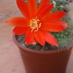 Collecion de cesarschuster