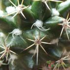 Collecion de cesarschuster