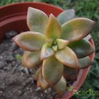 Collecion de cesarschuster