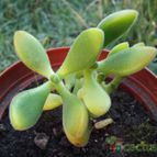 Collecion de cesarschuster