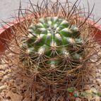 Collecion de cesarschuster