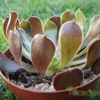 Collecion de cesarschuster