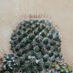 Collecion de chalo
