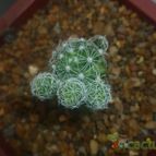 Collecion de charrua