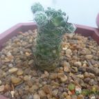 Collecion de charrua