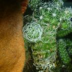 Collecion de charrua