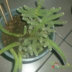 Collecion de charrua