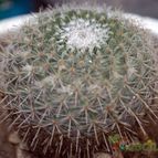 Collecion de chepo1979