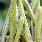 Collecion de chepo1979