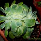 Collecion de chika-mundo