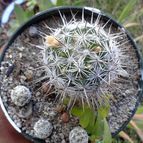 Collecion de chika-mundo