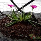 Collecion de chika-mundo