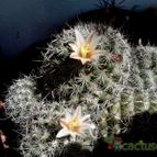 Collecion de chika-mundo