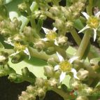 Collecion de chika-mundo