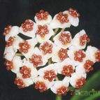 Collecion de chika-mundo