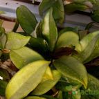 Collecion de chika-mundo