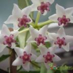 Collecion de chika-mundo