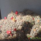 Collecion de chika-mundo