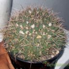 Collecion de chika-mundo