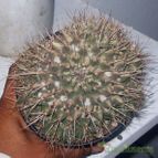 Collecion de chika-mundo