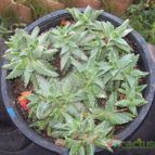 Collecion de chika-mundo
