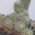 Collecion de chika-mundo