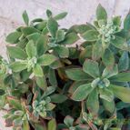 Echeveria X pulv oliver (E. pulvinata x E. harmsii) (Hibrido)