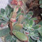 Collecion de chika-mundo