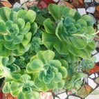 Collecion de chika-mundo