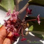 Collecion de chika-mundo