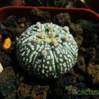 Collecion de chisco