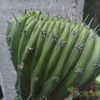 Myrtillocactus schenckii fma. crestada