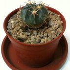 Ferocactus recurvus