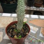 Euphorbia mammillaris fma. variegada