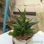 Alworthia cv. Black Gem (Haworthia cymbiformis x Aloe speciosa)