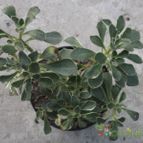 Aichryson x-aizoides var. domesticum fma. variegada