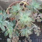 Graptoveria cv. Fred Ives (Graptopetalum paraguayense x Echeveria gibbiflora) (HIBRIDO)