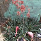 Collecion de cuaradr6