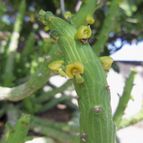 Euphorbia bisellenbeckii