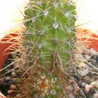 Collecion de danartes