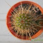 Collecion de danartes