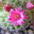 Collecion de danartes