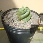 Cereus forbesii f. spiraliforme