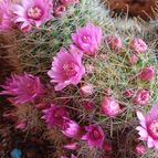 Mammillaria haageana ssp haageana