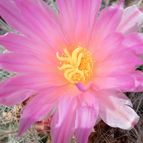 Mammillaria haageana ssp haageana